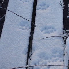 Searched for lynx but found fox