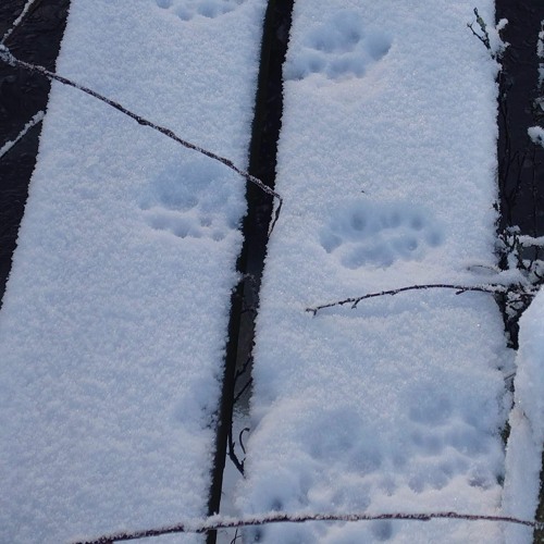 Searched for lynx but found fox