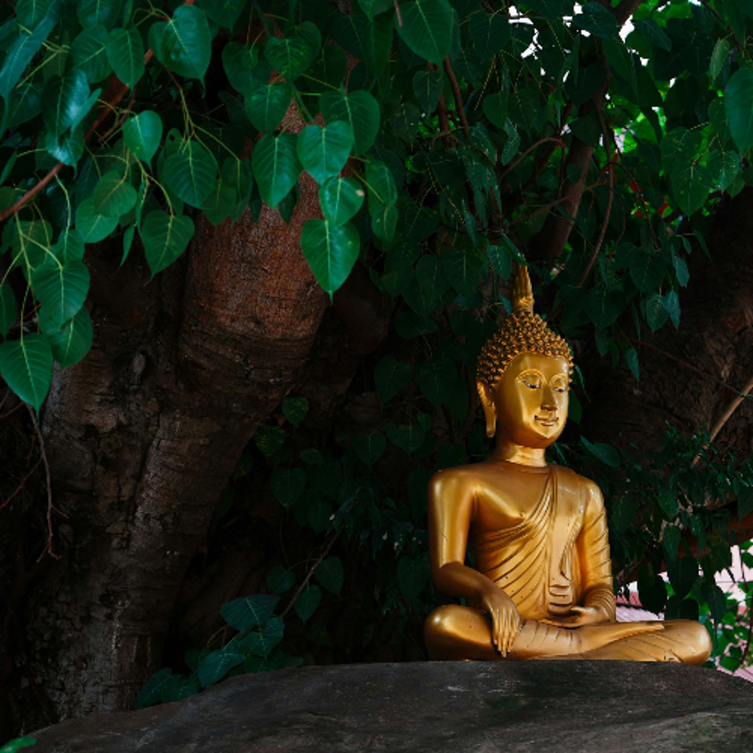 Associazione Kalyanamitta: Meditazione, Mindfulness, Buddhismo