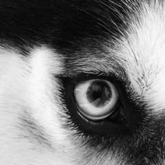 MPK Shades Of Blacc 1024