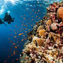 Scuba
