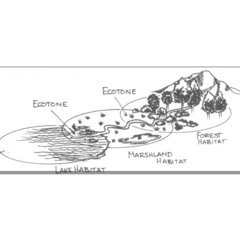 ecotone