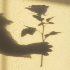 Shadows All Over the World