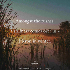 Amongst the rushes [naviarhaiku576]