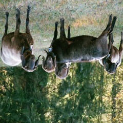 eine tüte eis mit 2 kugeln PPI geschmack