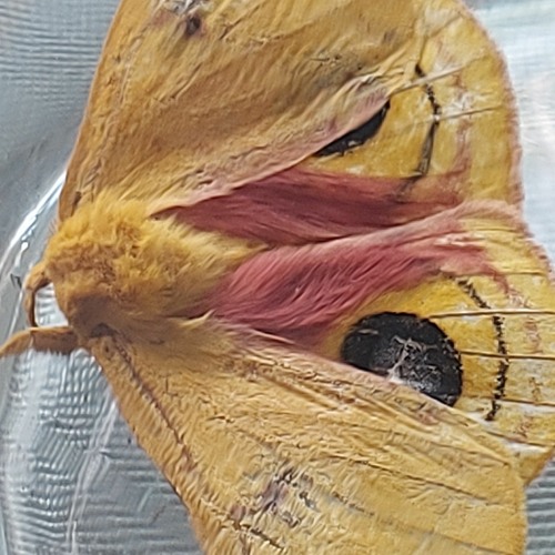 Life goes on by Oliver Tree sped up