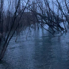 о чем мечтают птицы