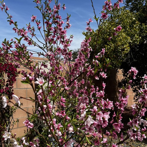 spring bloom