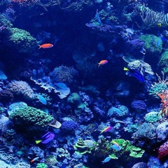 Reef