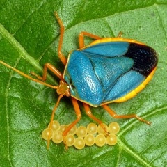 HK_Calm-&-Steady_tracks_70