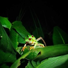 Jungle Club Marbella - Warm Up Set