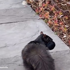 Squirrel Removal Near Me Nashville