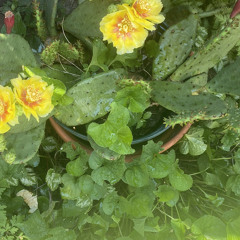 Cactus Flower🌵🌼🌵