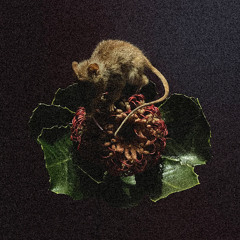 immobilised in painted frame