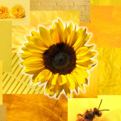 reeeeally old sunflowers and illusions cover #1 (mother 3)