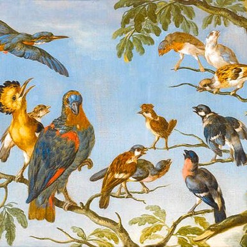 Concert d'Oiseaux