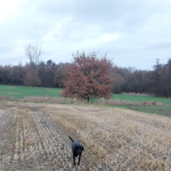 Erinnerungen (DE_PL).mp3