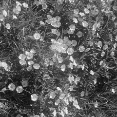 botanica - slowed + reverb