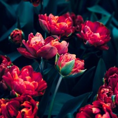 الناس تهجرني لعيب واحد _ أحمد النفيس