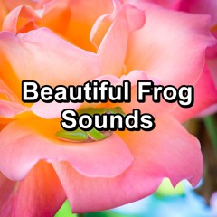 Calming Marsh Sounds