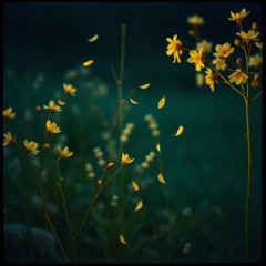 Summer Hours Blossoms