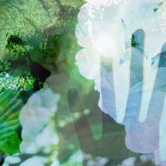 紫陽花 - Hydrangea  -