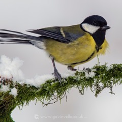 Great Tit Winter Song - MixPre - 6102
