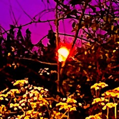 Sunny Dreaming (PROD. Zach Sutton)