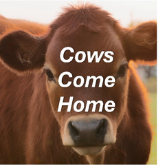 Cows come home