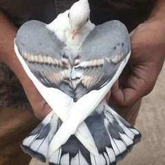 you already know the answer