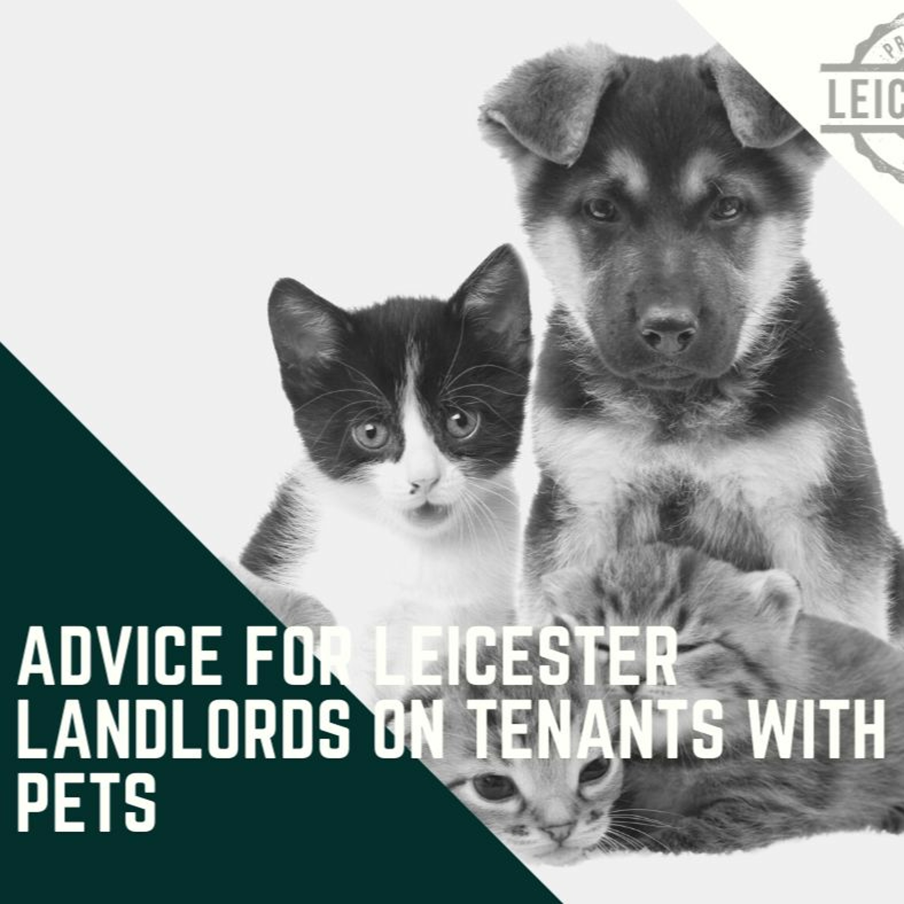 Advice for Leicester Landlords on Tenants with Pets