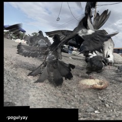 Pigeon