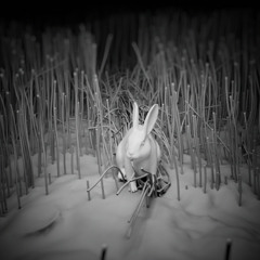 Rabbit
