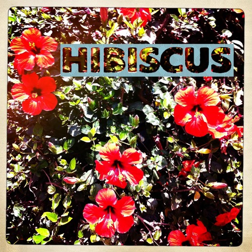 Hibiscus - Boten