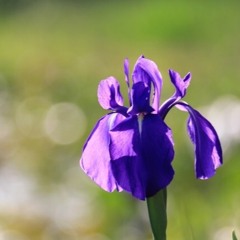 IRIS feat. Fukumaru, YOSSY