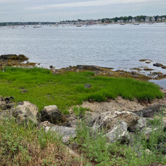 Willows