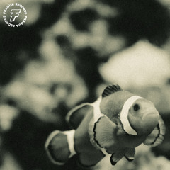 Amino (prod. Frívolo)