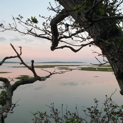 Midnight Desert Surf