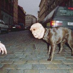 ¿puedes apagar la luz del día? solo así podré dormir