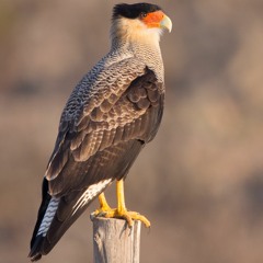 Halcón Caracara