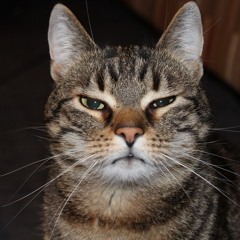 So Not Sorry (Covered)