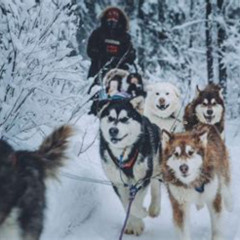 Review Special Price Free Pickupdrop Off: Alaskan Husky Dog Sledding With Free Photo