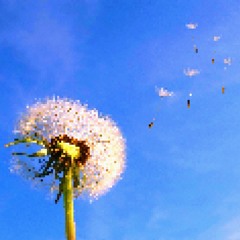 Dandelion
