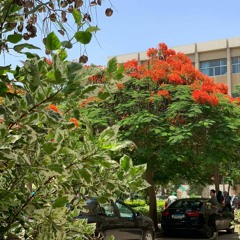 سوره الرحمن ❤️ القارئ جابر القيطان