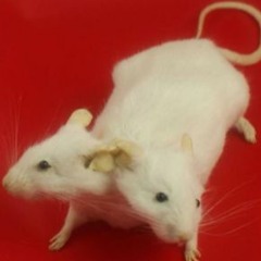 el diablo toca tu puerta