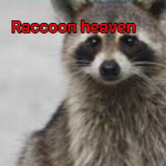 raccoon heaven