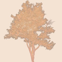 Memoirs of a Tree