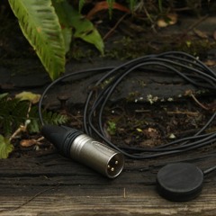 Ants, Woodlouse and other insects in Soil