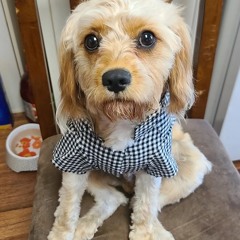 Little Saint Nick remastered