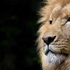 Little Lion Man By Mumford & Sons